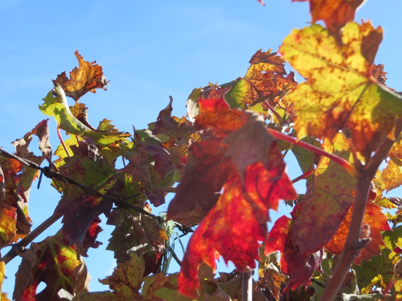 Vine leaves take on their brilliant autumn colours